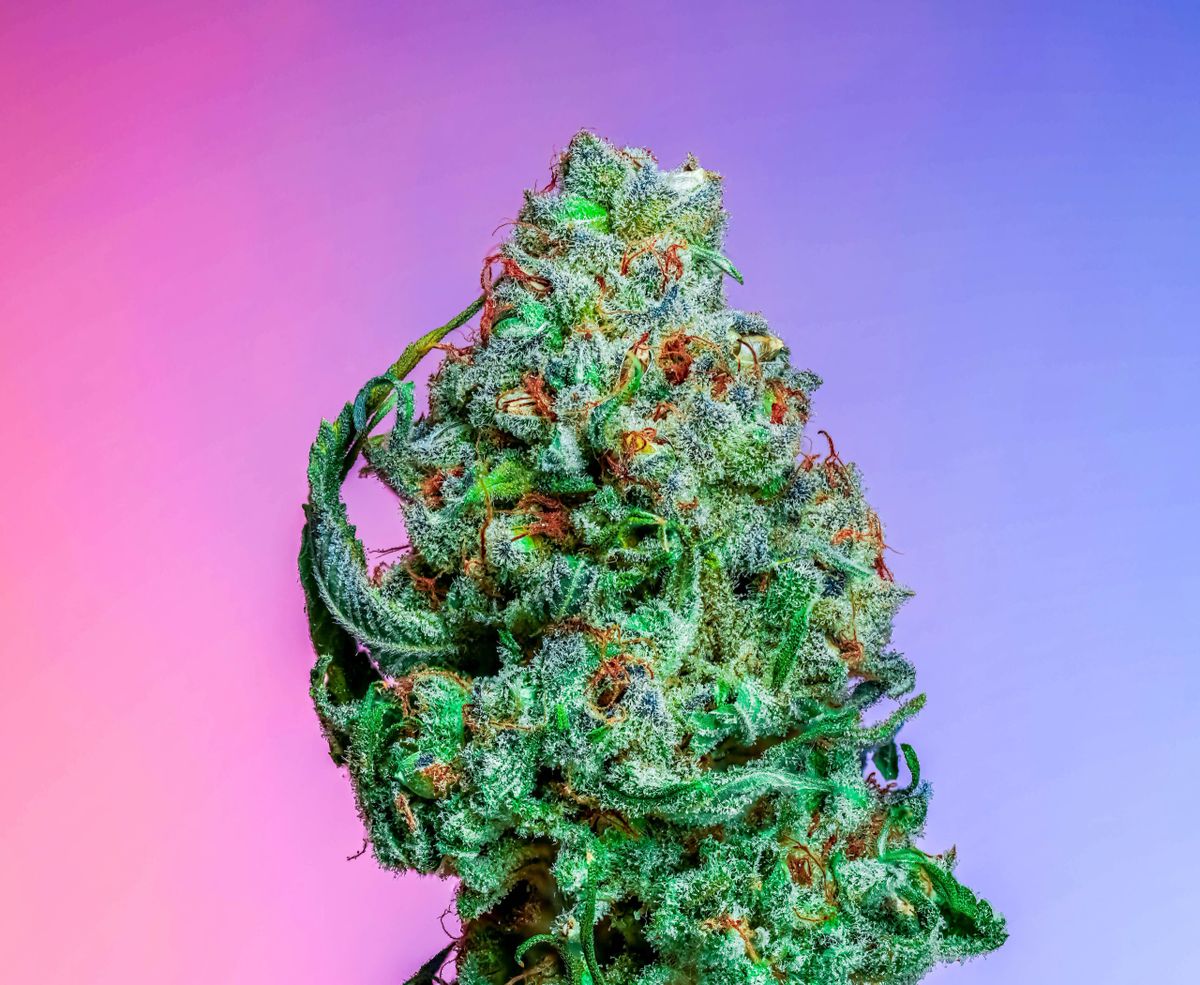 Black Cherry Trufflez s1